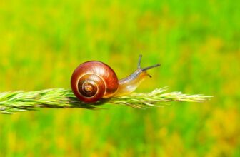 How to Speed Up a Slow Mac