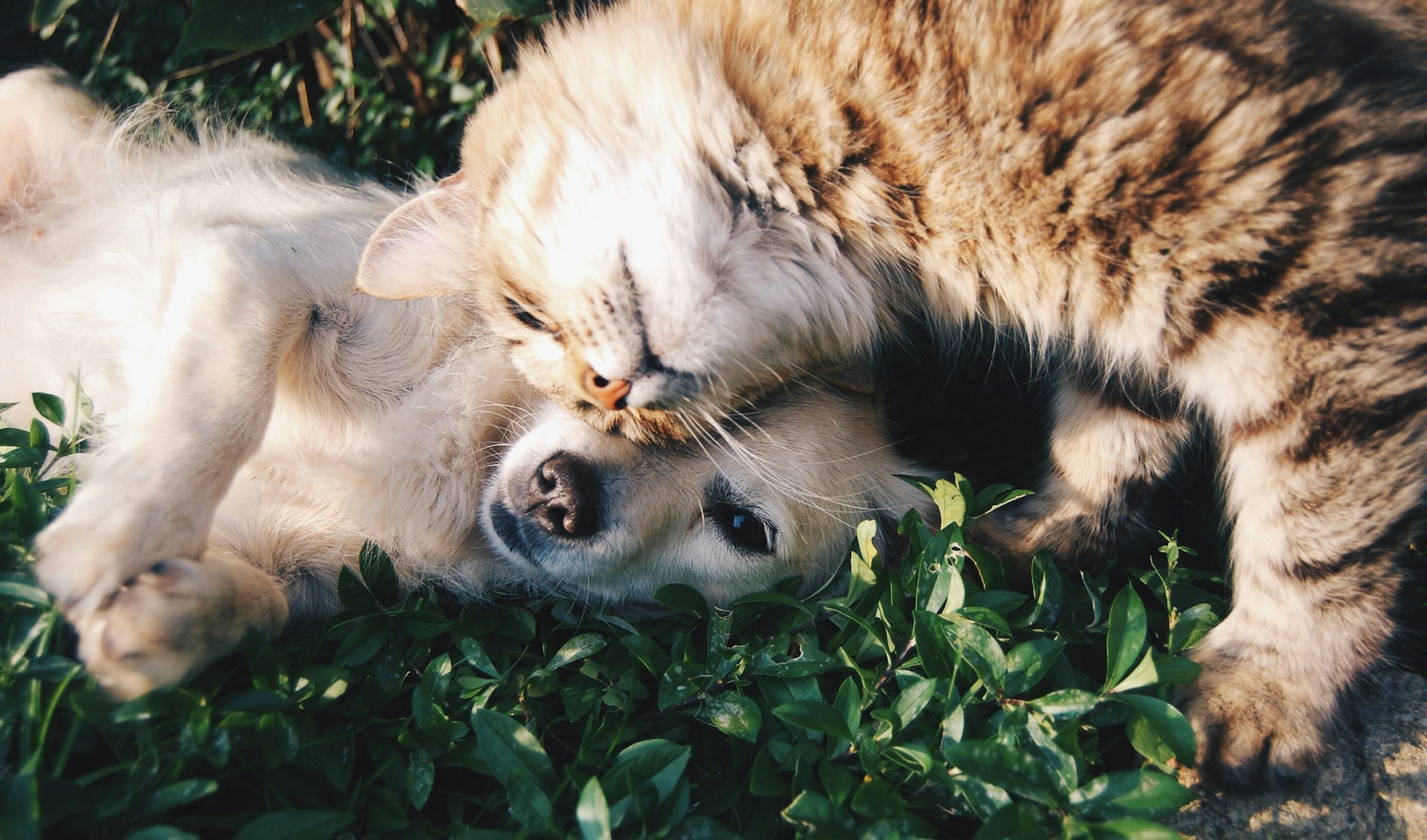 How to create viral talking animal videos